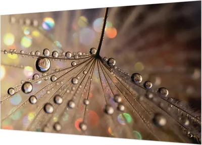 Produktbild von Selbstklebende Fototapete - Wandbilder für Wohnzimmer - 416x254 - Dekorative Wandfolie - Modernes Design für Wanddekoration - Tapeten für Innenräume - Perlentropfen