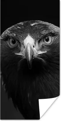 Produktbild von MuchoWow® Poster Bussard - Vogel - Tiere - Schwarz - Weiß 20x40 cm - Plakat - Foto