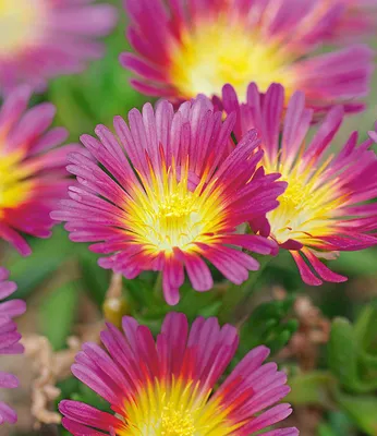 Produktbild von BALDUR Garten 3x Winterharte Eisblume Hot Pink Wonder, Pflanzen im 9x9 cm-Topf, Steingarten, winterharte Staude, trockenresistent, mehrjährig, bienenfreundlich, blühend, Delosperma congestum