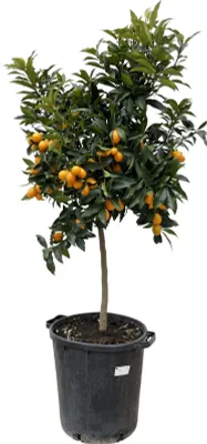 Produktbild von Kumquat - Citrusové ovoce - Zwergorange - 150 cm - ø40cm