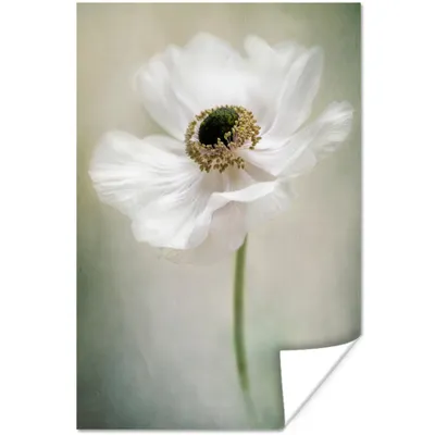 Produktbild von MuchoWow® Poster Blumen - Natur - Anemone - Weiß 60x90 cm - Wanddekoration
