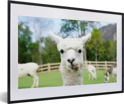 Produktbild von MuchoWow® MuchoWow® Gerahmtes Poster Alpaka - Nahaufnahme - Pflanzen 60x40 cm - Poster mit zchwarzem Bilderrahmen - Schlafzimmer - Plakat in Rahmen - Drucken