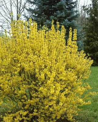 Produktbild von Forsythia intermedia 'Goldrausch', Forsythie, gelb, 80–100 cm