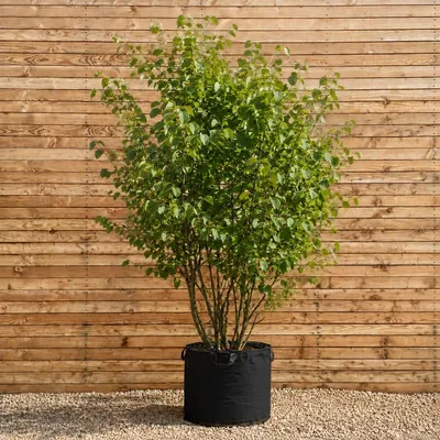 Produktbild von Judasbaum 150-200 cm - Cercis siliquastrum mehrstämmig