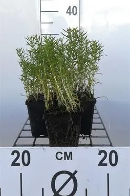Produktbild von 6 x Mentha cervina 'Alba' ( preslia cerv. 'alba') - Weiße Hirschminze - Topf 9 x 9 cm