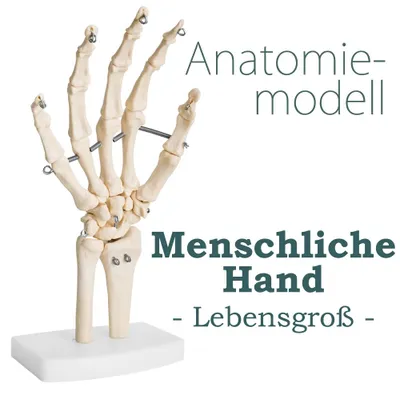 Obrázok produktu pre Anatómia Kostra človeka Model Kostra ruky Prstové kosti v životnej veľkosti Anatomický model ľudskej ruky s pohyblivými kĺbmi Kosti Kĺby MedMod