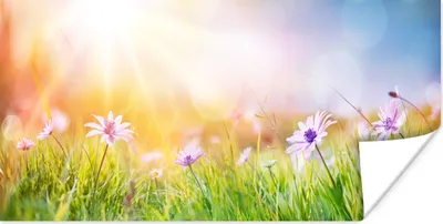 Produktbild von MuchoWow® Poster Blumen - Sonnenlicht - Frühling 40x20 cm - Poster für die Wand - Poster Schlafzimmer