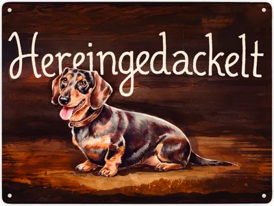 Produktbild von Hereingedackelt Metallschild XXL in 28x38 cm mit Dackel