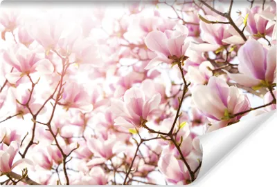 Produktbild von Muralo Vlies Fototapete MAGNOLIEN Blumen Pflanzen Natur 3D Br. 90cm x Hö. 60cm