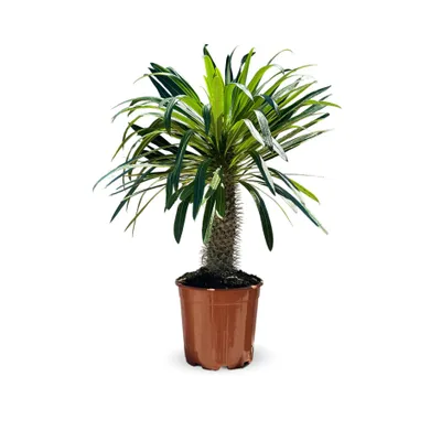 Image de Pachypodium lamerei - palmier de madagascar - ↕ 80-90 cm - ⌀ 22 cm - cactus et plantes grasses