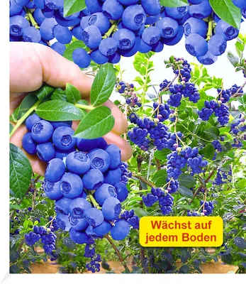 Produktbild von BALDUR Garten 2x Trauben-Heidelbeere Reka® Blue, Pflanzen im 2 Liter-Topf, wächst & fruchtet auf allen Gartenböden, bis zu 8 kg Heidelbeer-Ernte pro Strauch, pflegeleicht & winterhart, große Früchte