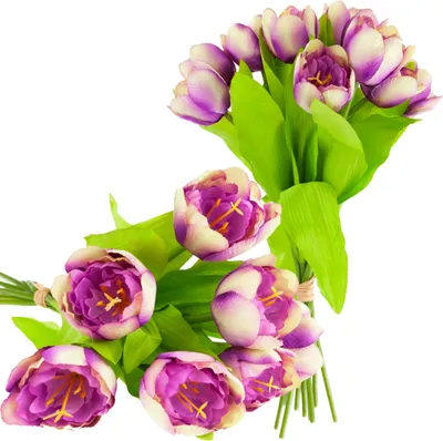 Obrázek produktu pro Cibule tulipánu s gumovým povlakem na stonku, 9 ks, fialové květy