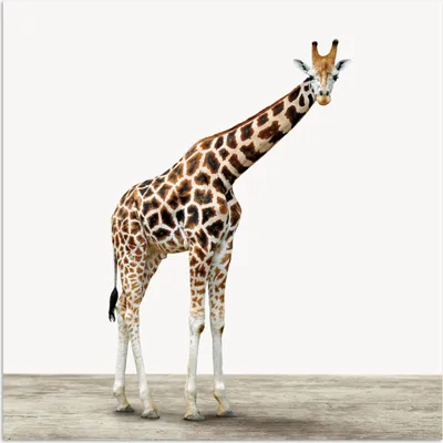 Produktbild von MuchoWow® Poster Giraffe - Tiere - Weißer Hintergrund - Kinder - Junge - Mädchen 30x30 cm - Wandposter - Printing