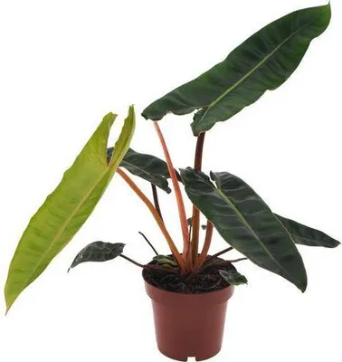 Image de Philodendron billietiae « Baumfreund » Ø 12 cm, hauteur 25 cm, plante d'intérieur facile d'entretien