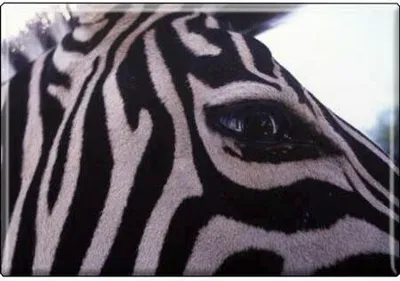 Produktbild von TIERMAGNET - Zebra - Gr. ca. 8 x 5,5 cm - 37029 - Küchenmagnet
