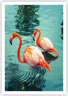 Produktbild von Poster - Poster ohne Rahmen - Rosa Flamingos Wasser - 70x100 cm - Wand Bild - Wanddeko - Wandbilder - Kunstposter - Wandposter - Bilder - Kunstdruck - Wanddekoration - Wandbild - P2XPA70x100-4203