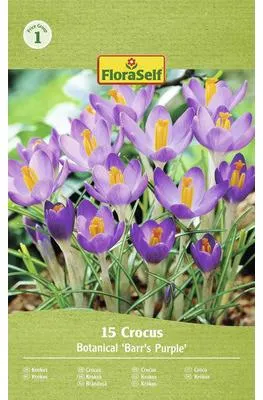 Obrázek produktu pro Krokusy FloraSelf 'Barr's Purple' 15 ks