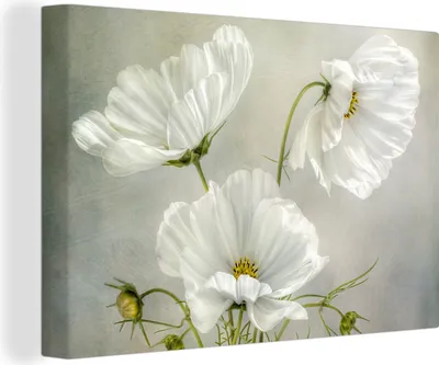 Obrázok produktu pre OneMillionCanvasses® - Maľba na plátne - Obraz na plátne Nástenná maľba na plátne - Kvety - Zátišie - Mak - Biely - Botanický - 150x100cm - Fotografia
