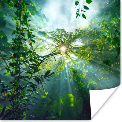 Produktbild von MuchoWow® Poster Die Sonne scheint durch die Wälder eines Regenwaldes in Malaysia 75x75 cm - Wand Dekoration