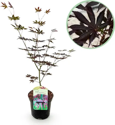 Produktbild von Japanischer Ahorn Acer palmatum 'Trompenburg' – Dunkel Lila – Balkon- & Gartenpflanze – Ø19 cm – Ca. 70 cm hoch – Edler Fächerahorn mit faszinierendem Farbwechsel