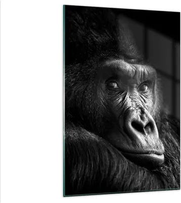 Produktbild von Bilder auf glas - Einteilig - Affe Gorilla Porträt - 80x120cm - Glasbilder - Wandbilder - Bilder - zum Aufhängen bereit - Wanddekoration aus Glas - Glas Bilder - Wandbild auf Glas - GPA80x120-5007