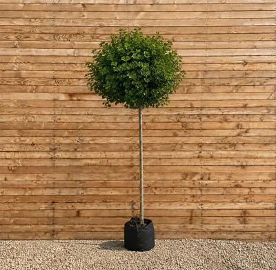 Produktbild von Kugel-Ginkgo Mariken, Stammhöhe 225 cm, Stammumfang 12-14 cm - Ginkgo biloba Kugelbaum