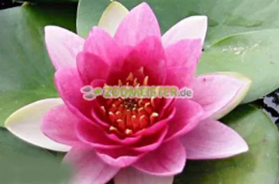 Produktbild von Seerose Attraction winterhart kaminrot - Rhizom, Teichpflanze
