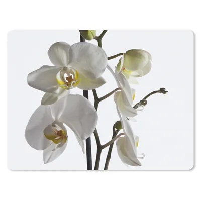Produktbild von MuchoWow® Mauspad Mousepad Weiße Mottenorchidee 40x30 cm - Mousepads - Maus Mat - Pad - Mausunterlage - Anti Rutsch