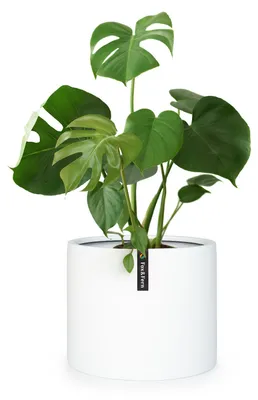 Produktbild von Fox & Fern Blumentopf, Übertopf Groß, UV- und Frostbeständige Blumentöpfe, Blumentopf für Innen und Außen, Übertöpfe für Zimmerpflanzen, Übertopf mit Stopfen, Faserstein Pflanzentopf, Einzeltopf