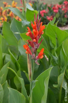 Image de Canna 'Marabout' / Canna Géant Marabout