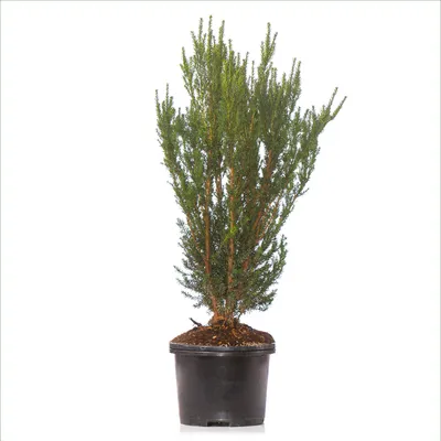 Produktbild von Dehner Becher-Eibe Hillii, für 5 Meter Hecke, ca. 90-100 cm, 10 x 20 l Topf, Heckenpflanze