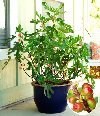 Produktbild von BALDUR Garten 1x Mini Feigenbaum Little Miss Figgy, Pflanze im 9x9 cm-Topf, für windgeschützen Standort, Naschgarten, winterhart, trockenresistent, Ficus carica, niedrig bleibende Zwerg-Feige