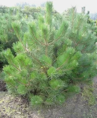 Produktbild von Pinus ponderosa - Gelb-Kiefer - Gold-Kiefer - Ponderosa-Kiefer - 40-60cm