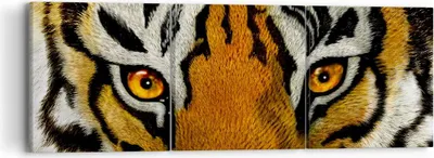 Produktbild von Bild auf Leinwand - Leinwandbild - Tiger Tiere Natur Safari - 90x30cm - Wand Bild - Wanddeko - Leinwanddruck - Bilder - Kunstdruck - Wanddekoration - Leinwand bilder - Wandkunst - CA90x30-1549