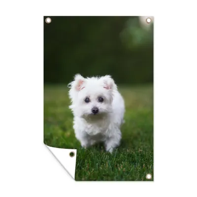 Obrázek produktu pro MuchoWow® Zahradní plakáty - Maltézský pes na trávníku - 60x40 cm - Zahradní dekorace