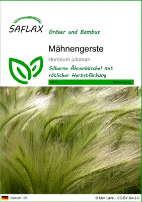 Produktbild von SAFLAX - Mähnengerste - Hordeum jubatum - 70 Samen