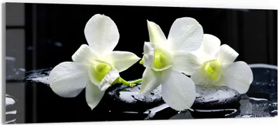 Produktbild von DEQORI Glasbild Echtglas 125x50 cm 'Orchidee mit Zen-Steinen' Wandbild Bild modern Deko