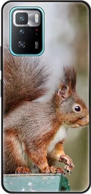 Produktbild von König Design Hülle kompatibel mit Xiaomi Poco X3 GT Kunststoff Soft Handyhülle - Handy Case Eichhörnchen