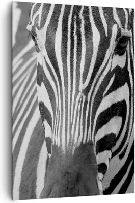 Produktbild von Bild auf Leinwand - Leinwandbild - Einteilig - Tiere Zebra gestreift - 70x100cm - Wand Bild - Wanddeko - Wandbilder - Leinwanddruck - Wanddekoration - Leinwand bilder - Wandbild - PA70x100-2254