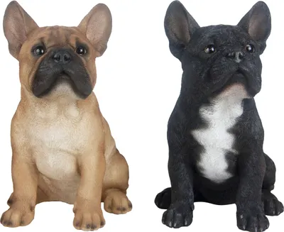 Produktbild von Französische Bulldogge in SCHWARZ mit weißen Akzenten. Charmant & lebensecht