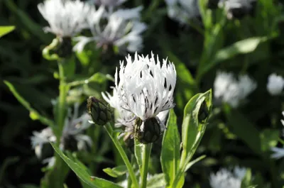 Produktbild von Centaurea montana 'Alba', Berg-Flockenblume, weiß, ca. 9x9 cm Topf