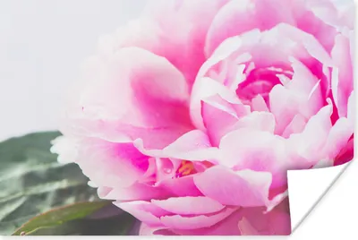 Produktbild von MuchoWow® Poster Nahaufnahme einer rosa Pfingstrose mit Blättern 60x40 cm - Schlafzimmerdekoration