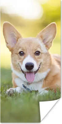 Produktbild von MuchoWow® Poster Welsh Corgi Welpe 60x120 cm - Wandschmuck