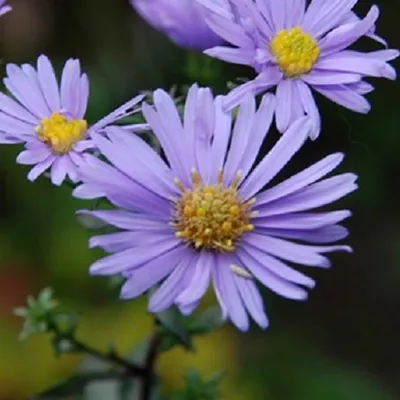 Imagen del producto de 6 plantas de Aster 'Calliope' (Aster laevis 'Calliope') | Maceta de 9x9 cm