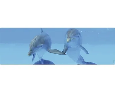 Produktbild von Badrückwand mySPOTTI aqua Delphin 140x45 cm