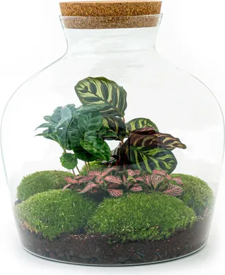 Produktbild von Urbanjngl Flaschengarten Fat Joe Coffea - 30 cm