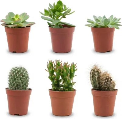 Immagine prodotto di Miscela di cactus e piante grasse - 6 piante - Ø5,5 cm - Altezza 5-10 cm - Vere mini cactus e piante grasse - Piante d'appartamento facili da curare per decorazioni e regali