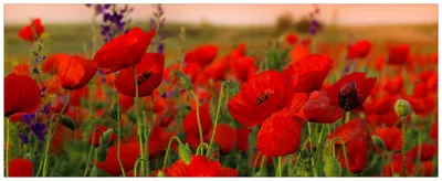 Produktbild von Wallario Premium Glasbild, freischwebende Optik, kräftige Farben, Größe 80 x 32 cm Motiv Mohnblumen auf dem Feld