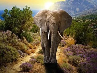 Produktbild von Lais Puzzle Elefant 1000 Teile