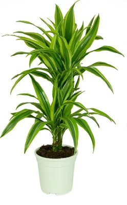 A potted Dracaena deremensis Lemon Lime plant with variegated green and yellow leaves, set against a white background.
